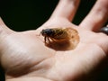 Periodical Brood X Cicada on a PersonÃ¢â¬â¢s Hand, Close Up